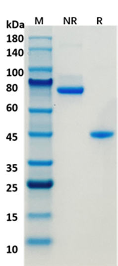 Antibody expression, purification and stability analysis
