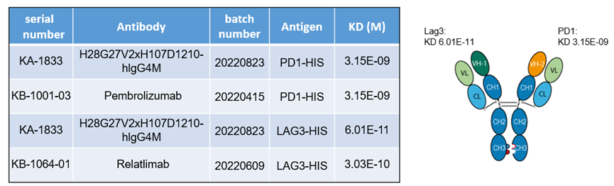 LAG3 PD1 bispecific antibody