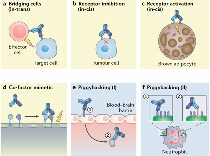 The concept of bispecific antibodies